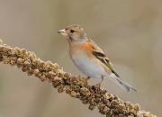 Fringilla montifringilla