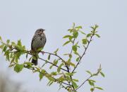 Emberiza calandra