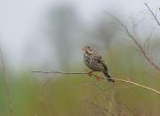 Emberiza calandra