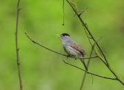 Sylvia atricapilla