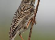 Emberiza calandra