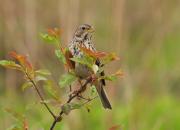 Emberiza calandra