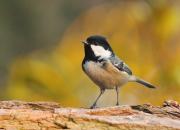 Periparus ater