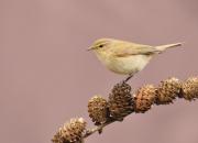 Phylloscopus collybita