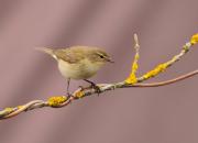 Phylloscopus collybita