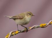 Phylloscopus collybita