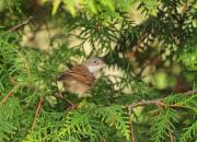 Sylvia communis