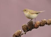 Phylloscopus collybita