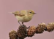 Phylloscopus collybita