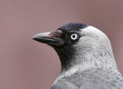 Corvus monedula