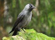 Corvus monedula