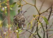 Turdus viscivorus