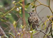 Turdus viscivorus