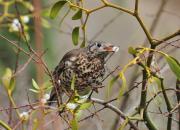 Turdus viscivorus
