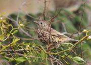 Turdus viscivorus