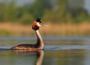 Podiceps cristatus