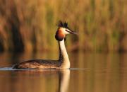 Podiceps cristatus