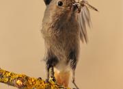 Phoenicurus ochruros