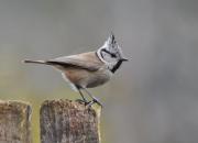 Lophophanes cristatus