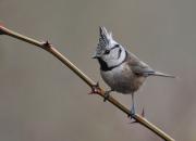 Lophophanes cristatus