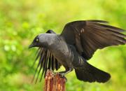 Corvus monedula