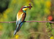 Merops apiaster
