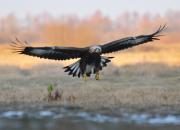 Aquila chrysaetos