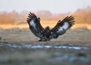 Aquila chrysaetos