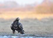 Aquila chrysaetos