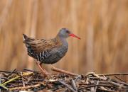 Rallus aquaticus