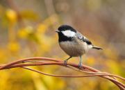 Periparus ater