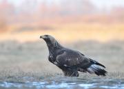 Aquila chrysaetos