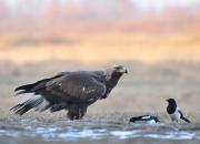 Aquila chrysaetos