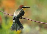 Merops apiaster