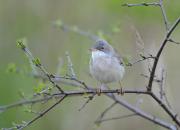 Sylvia communis