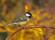 Parus major