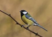 Parus major