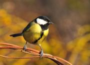 Parus major