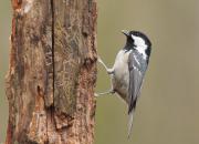 Periparus ater