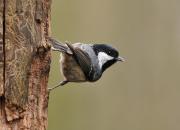 Periparus ater