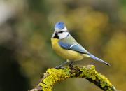 Cyanistes caeruleus
