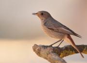Phoenicurus ochruros