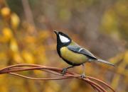 Parus major