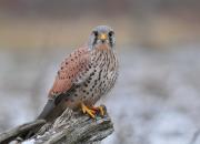 Falco tinnunculus