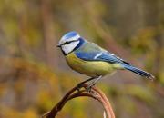 Cyanistes caeruleus
