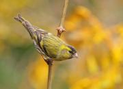 Carduelis spinus
