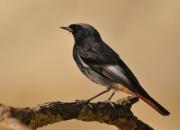 Phoenicurus ochruros