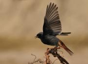 Phoenicurus ochruros