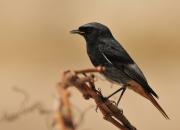 Phoenicurus ochruros