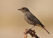 Phoenicurus ochruros